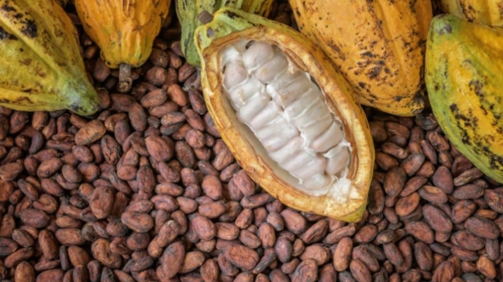 Cocoa-plant