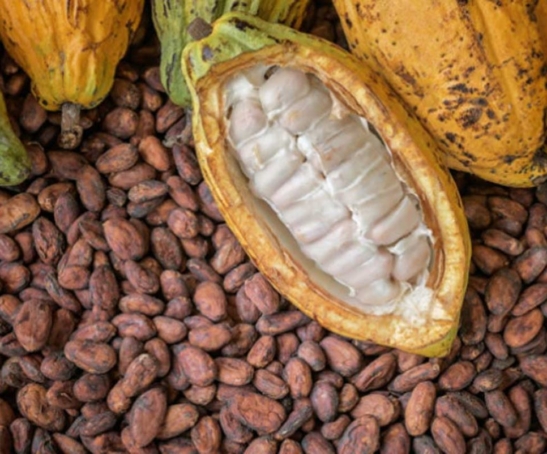 Cocoa-plant